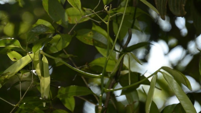 Cây Thần xạ trườn. Luvunga sarmentosa - Cây Thuốc Nam Quanh Ta